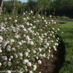 best flowering shrubs for commercial properties | complete landscaping service - md, dc, va