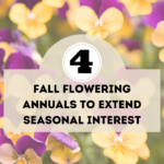 4 fall flowering annuals to extend seasonal interest