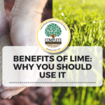 Benefits of Lime Why You Should Use It