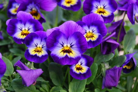 Violas