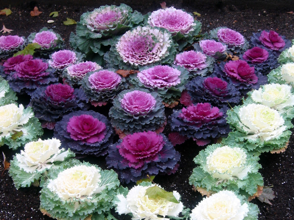 Ornamental Cabbage