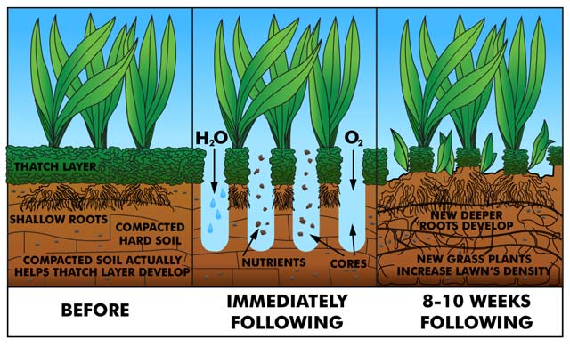 Core Aeration Technique