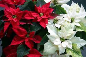 Holiday Decor at Complete Landscaping means poinsettias