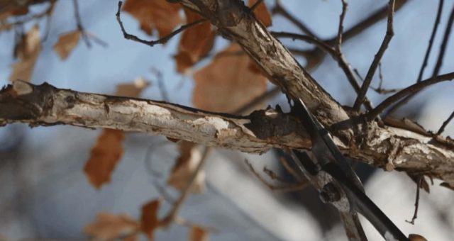 5 Benefits of Dormant Pruning