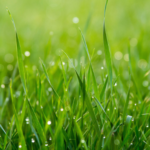 Fall Lawn Care