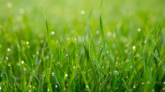 Making Organic Lawn Care Work for Your Commercial Property