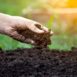 hand picking up dirt