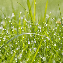 Summer Lawn Care Tips for Commercial Properties