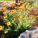 Blanket Flower - Complete Landscaping Service MD, DC, VA