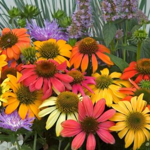 Cone Flower - Complete Landscaping Service MD, DC, VA