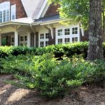Distylium - Complete Landscaping Service MD, DC, VA