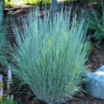 Little Bluestem - Complete Landscaping Service MD, DC, VA