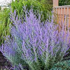 Russian Sage - Complete Landscaping Service MD, DC, VA