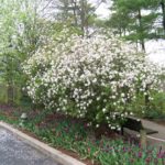 Burkwood Viburnum - Complete Landscaping Service MD, DC, VA