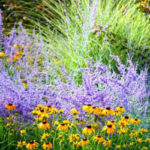 Drought Tolerant Plants - Complete Landscaping - MD, DC, VA