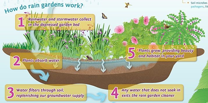 How do rain gardens work?