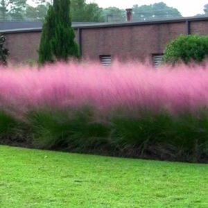 row of pink muhly grass