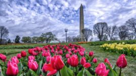 tulips and the washington monument