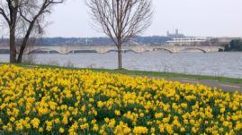 daffodils in lady bird johnson memorial park