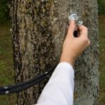 testing the health of your tree