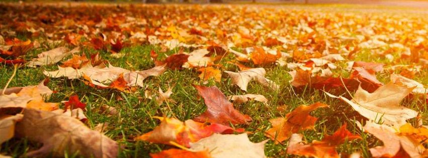 clean up your fall leaves