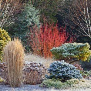 showy winter plants