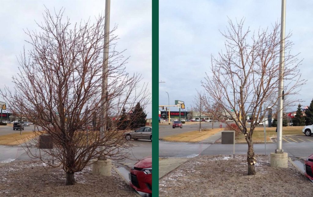 Before and After Winter Pruning Complete Landscaping Service