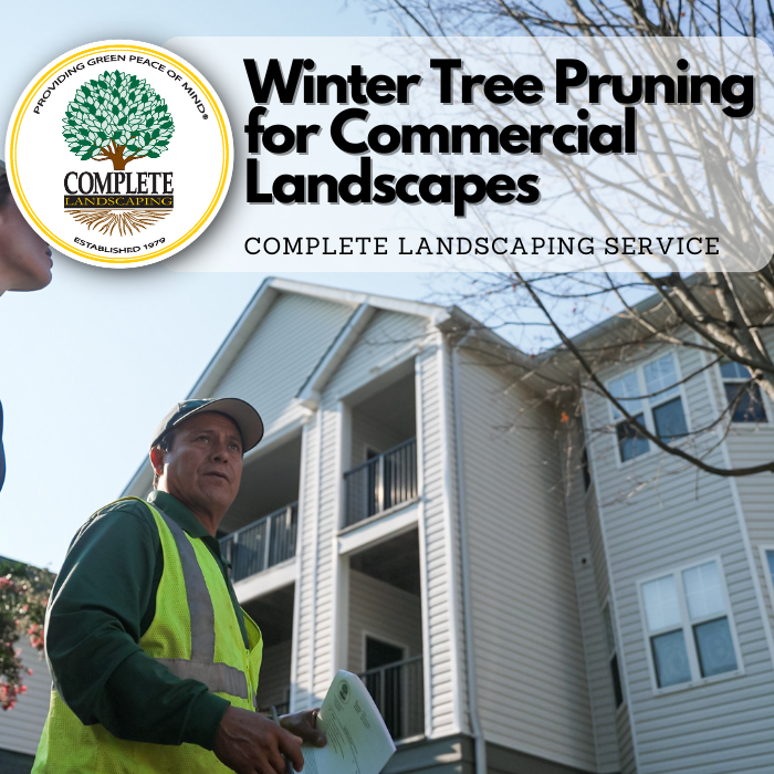 Winter Tree Pruning | Complete Landscaping Service