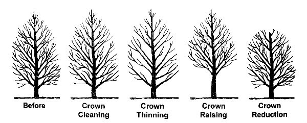 Pruning Techniques Complete Landscaping Service