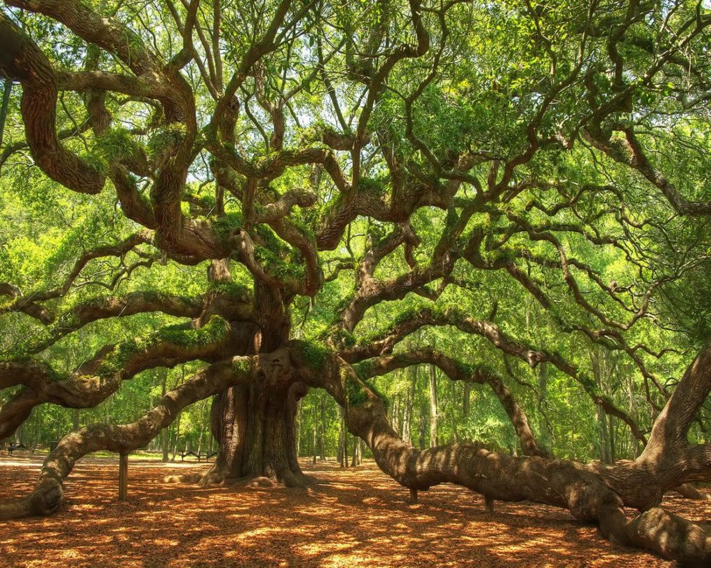 Tree Check-Up