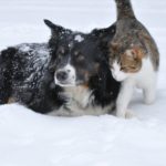 Ice Melt - Is It Safe for Pets?