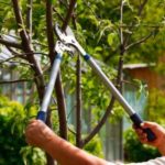 Rejuvenate Your Landscape with Dormant Pruning