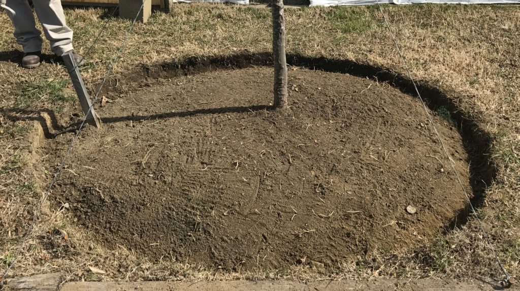 Tree ring after excess mulch has been removed.