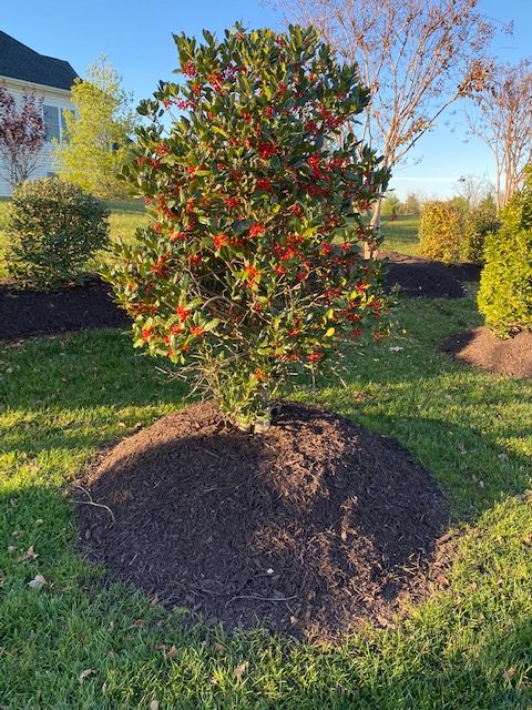 Over mulched tree with mulch volcano and high mulch mound