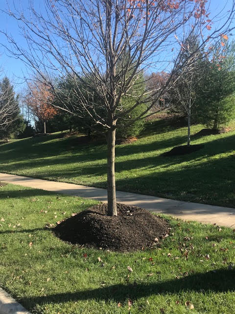 Mulch volcano around a street tree