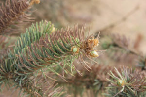 Salt damage on evergreen trees