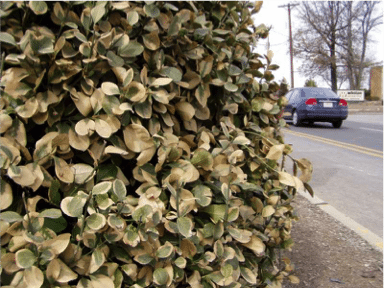 Salt damage on evergreen shrubs