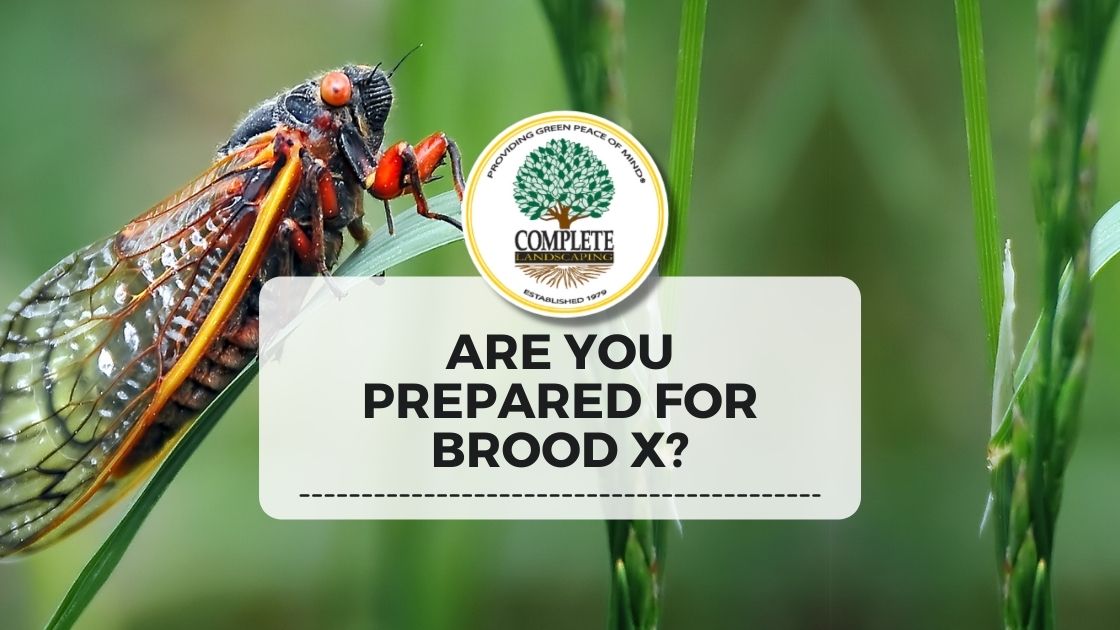 Cicadas Are Back | Complete Landscaping - MD, DC, VA