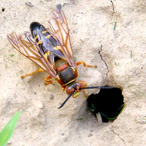 Cicada Predator