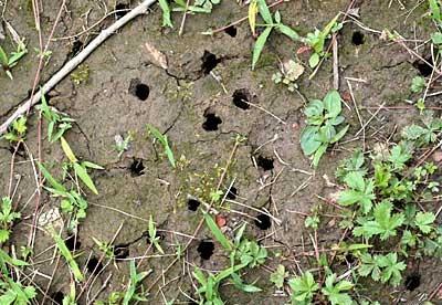 Holes from Cicadas