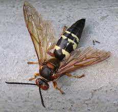 Natural Cicada Predator