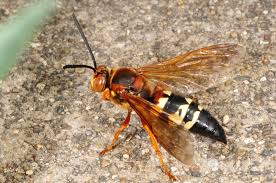 Cicada Killer Wasp