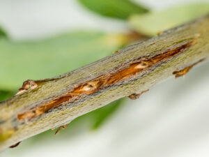 Bark splits from Cicadas