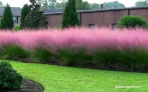 Fall Color Alternatives-Ornamental Grasses