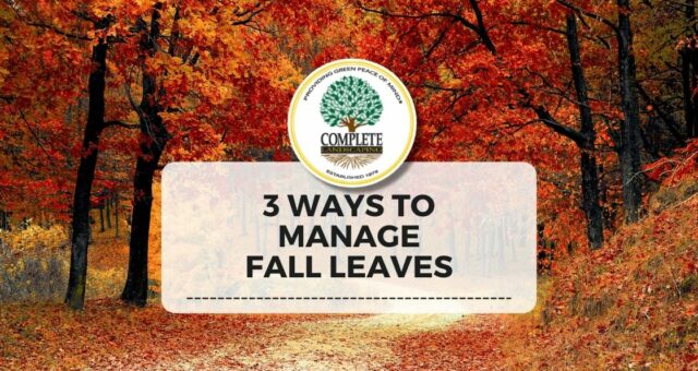 3 Ways to Manage Fall Leaves