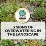 3 Signs of Overwatering Blog Post