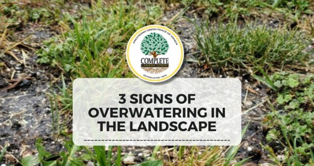 3 Signs Of Overwatering in the Landscape
