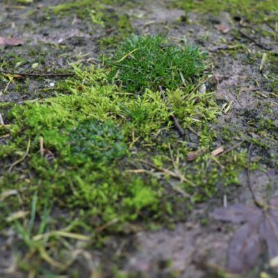 Moss is a sign that the soil is overwatered.