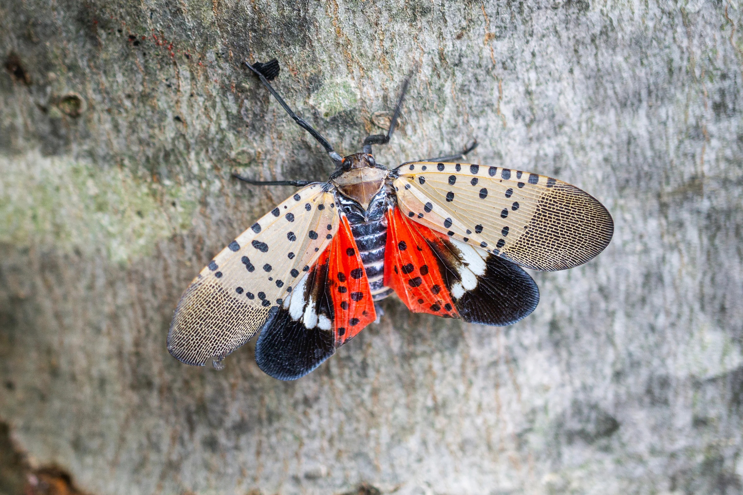 spotted lanternfly