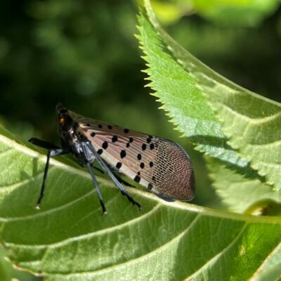 spotted lanternfly on leaf